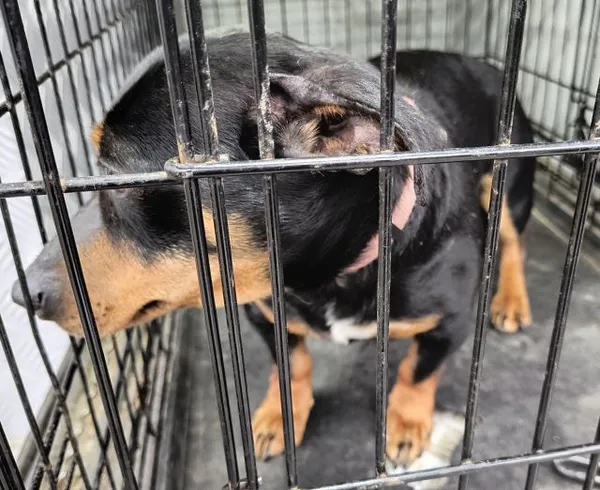 Znaleziono psa, Radom, 26 marca 2026