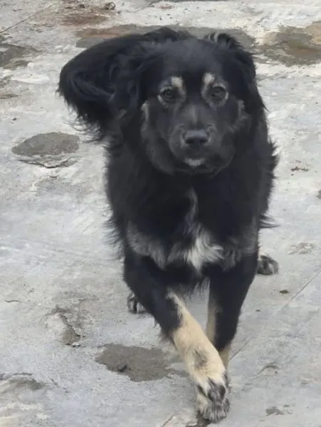 Znaleziono psa, Radom, 25 marca 2026