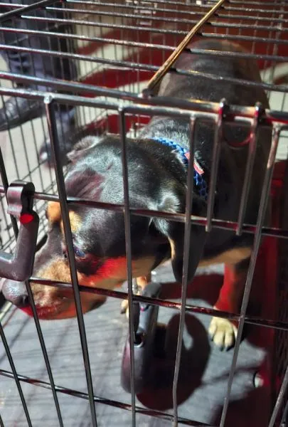 Znaleziono psa, Radom, 24 marca 2026