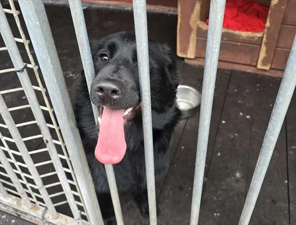 Pies do adopcji, Gorzów Wielkopolski, 24 marca 2026