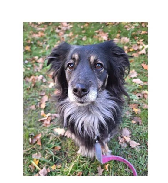 Znaleziono psa, Wrocław, 5 września 2025