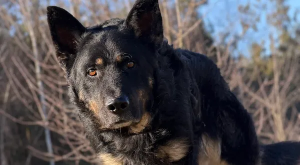 Pies do adopcji, Pieczyska, 26 marca 2026 (1/5)