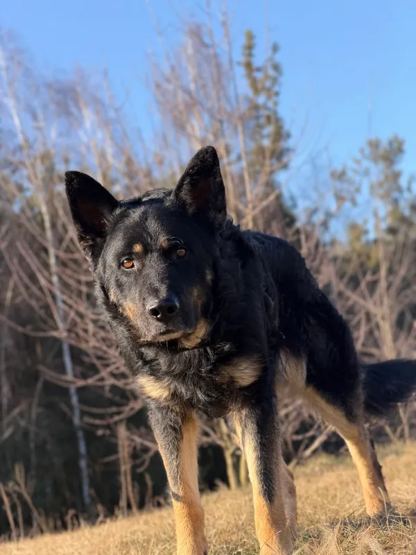 Pies do adopcji, Pieczyska, 26 marca 2026 (2/5)