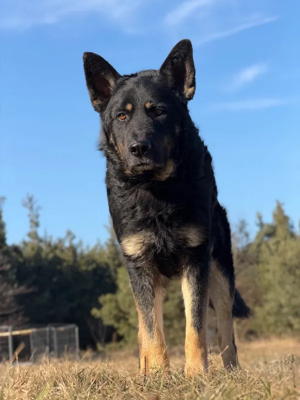 Pies do adopcji, Pieczyska, 26 marca 2026 (3/5)