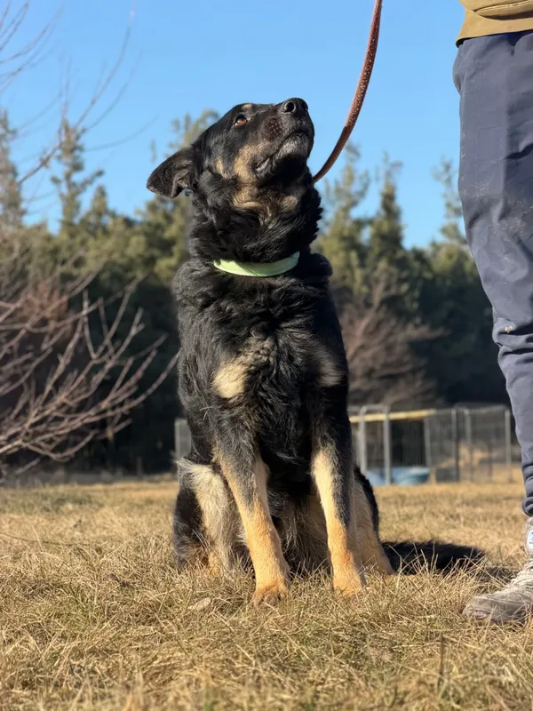 Pies do adopcji, Pieczyska, 26 marca 2026 (4/5)