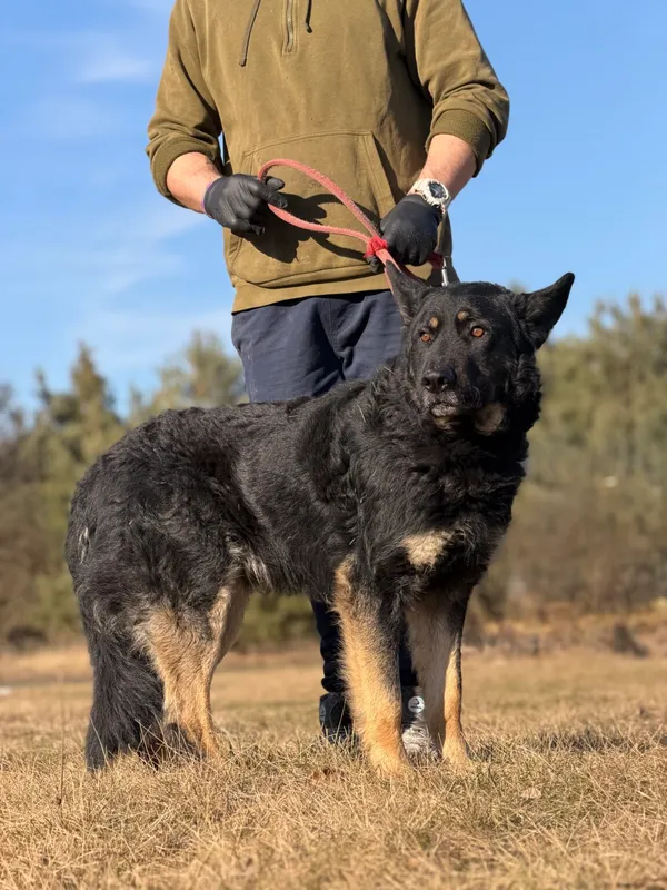 Pies do adopcji, Pieczyska, 26 marca 2026 (5/5)