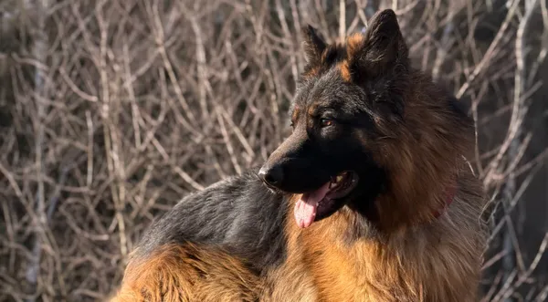 Pies do adopcji, Pieczyska, 25 marca 2026 (1/5)