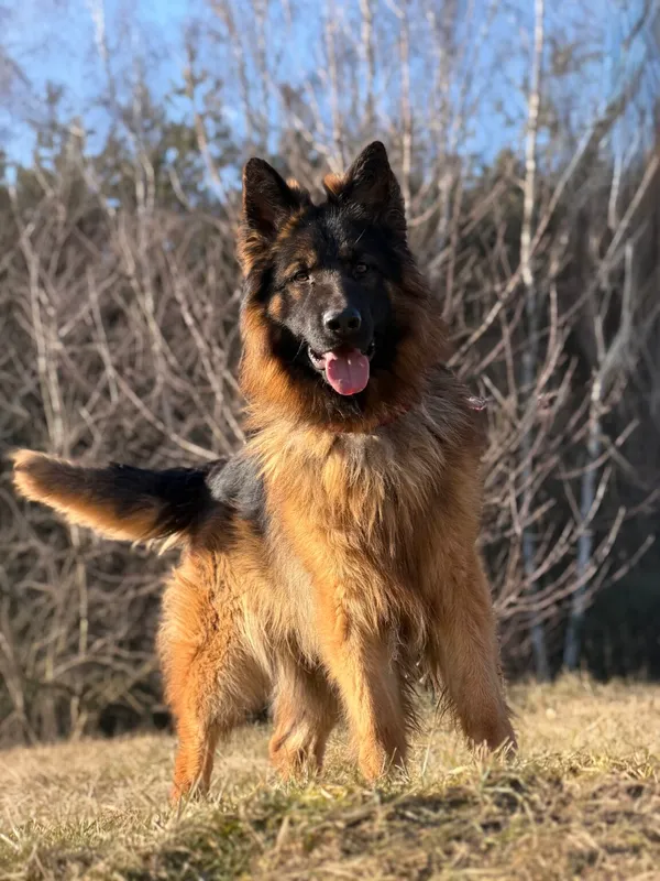 Pies do adopcji, Pieczyska, 25 marca 2026 (2/5)