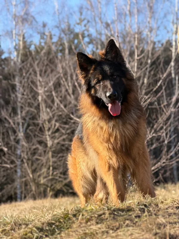 Pies do adopcji, Pieczyska, 25 marca 2026 (3/5)