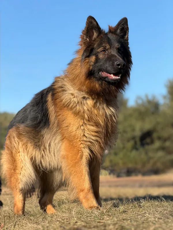 Pies do adopcji, Pieczyska, 25 marca 2026 (4/5)