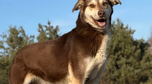 Pies do adopcji, Pieczyska, 25 marca 2026 (1/5)