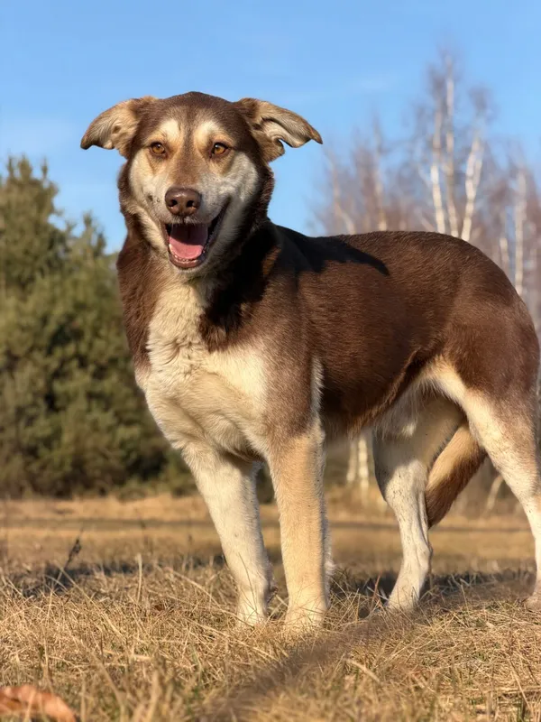 Pies do adopcji, Pieczyska, 25 marca 2026 (2/5)