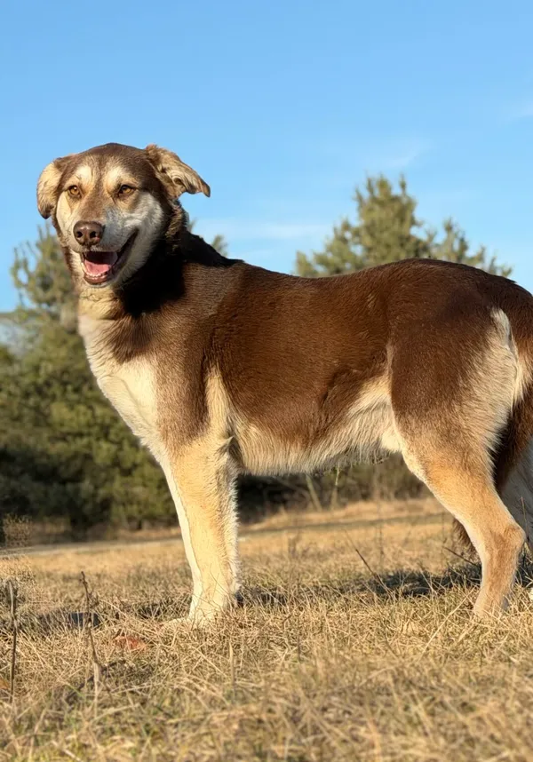 Pies do adopcji, Pieczyska, 25 marca 2026 (4/5)