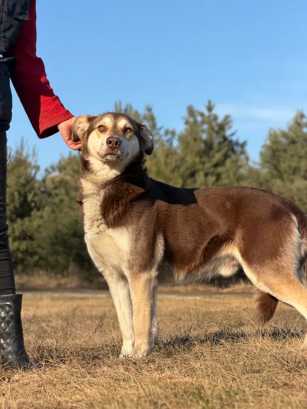 Pies do adopcji, Pieczyska, 25 marca 2026 (5/5)