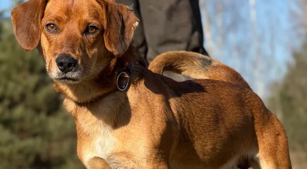 Pies do adopcji, Pieczyska, 25 marca 2026 (1/5)