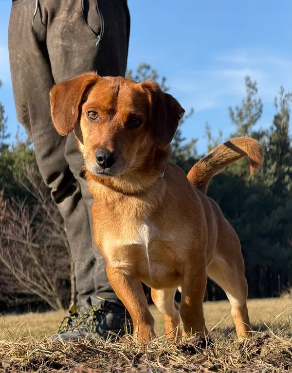 Pies do adopcji, Pieczyska, 25 marca 2026 (2/5)