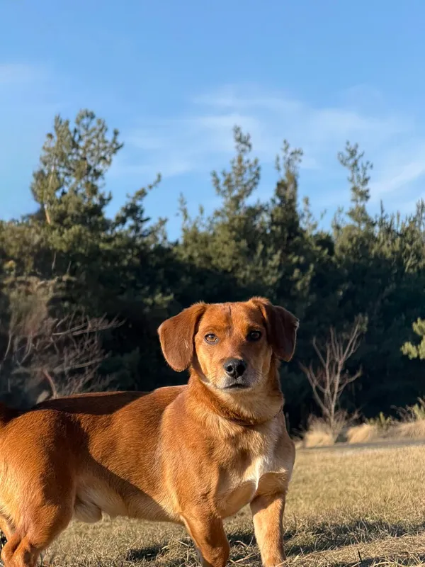 Pies do adopcji, Pieczyska, 25 marca 2026 (3/5)