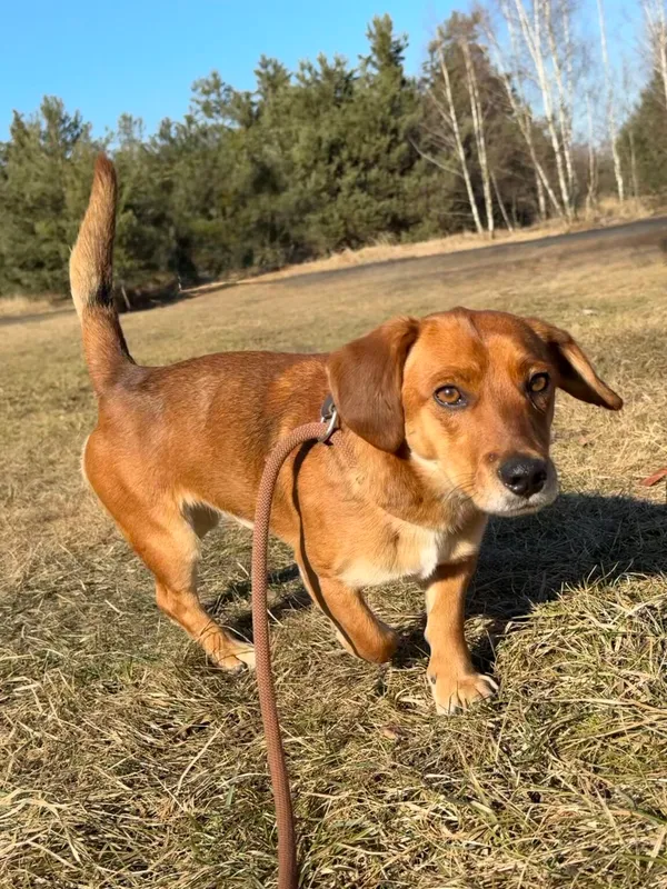 Pies do adopcji, Pieczyska, 25 marca 2026 (4/5)