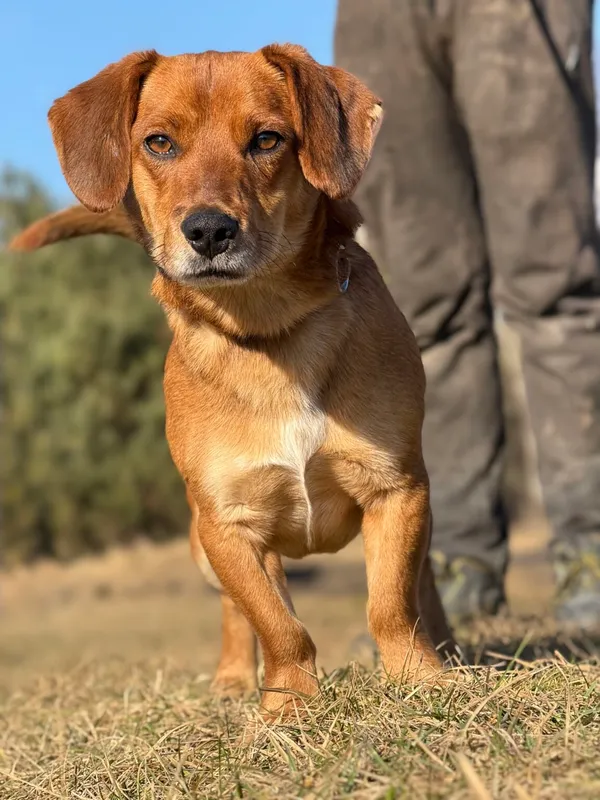 Pies do adopcji, Pieczyska, 25 marca 2026 (5/5)