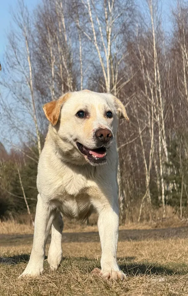 Pies do adopcji, Pieczyska, 25 marca 2026 (2/5)