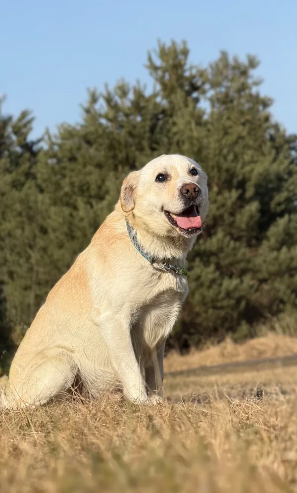 Pies do adopcji, Pieczyska, 25 marca 2026 (3/5)