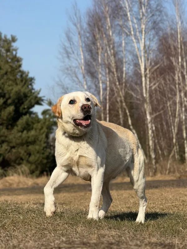 Pies do adopcji, Pieczyska, 25 marca 2026 (5/5)