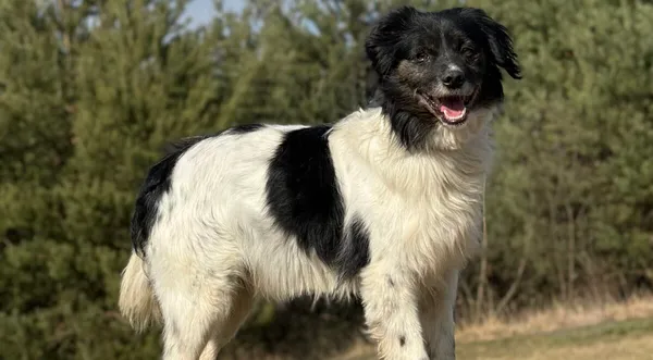 Pies do adopcji, Pieczyska, 25 marca 2026 (1/5)