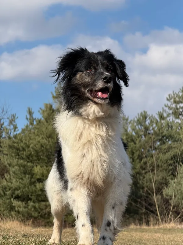 Pies do adopcji, Pieczyska, 25 marca 2026 (3/5)