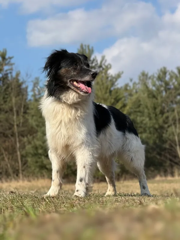 Pies do adopcji, Pieczyska, 25 marca 2026 (4/5)