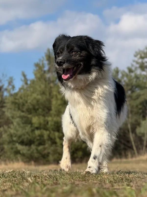 Pies do adopcji, Pieczyska, 25 marca 2026 (5/5)