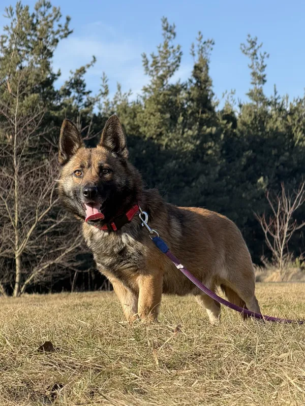 Pies do adopcji, Pieczyska, 25 marca 2026 (2/5)