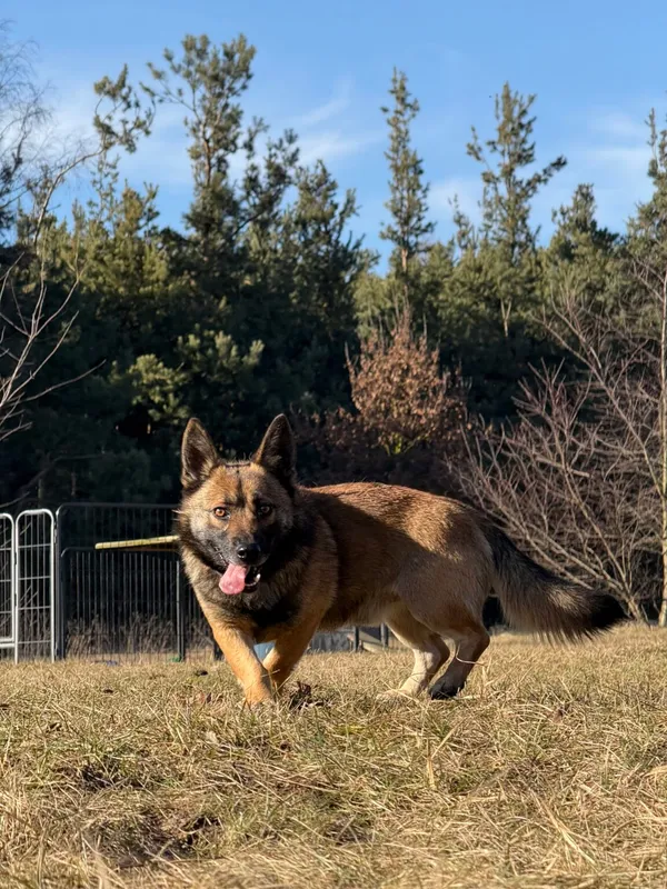 Pies do adopcji, Pieczyska, 25 marca 2026 (3/5)