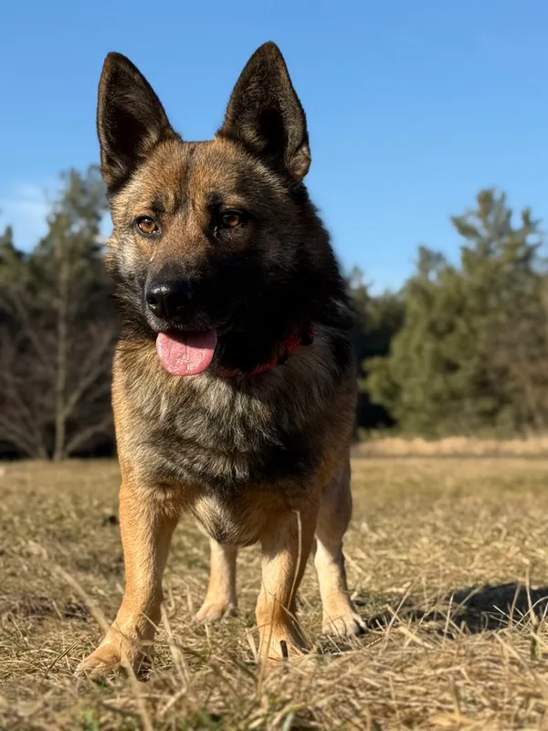 Pies do adopcji, Pieczyska, 25 marca 2026 (4/5)