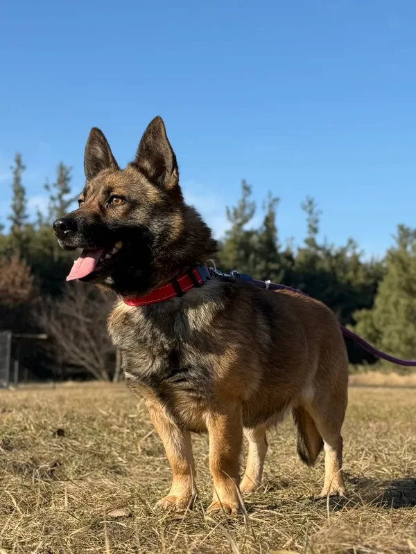 Pies do adopcji, Pieczyska, 25 marca 2026 (5/5)