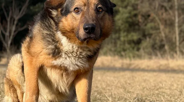 Pies do adopcji, Pieczyska, 25 marca 2026 (1/5)