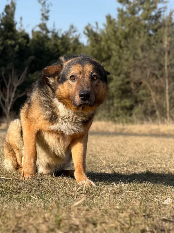 Pies do adopcji, Pieczyska, 25 marca 2026 (2/5)