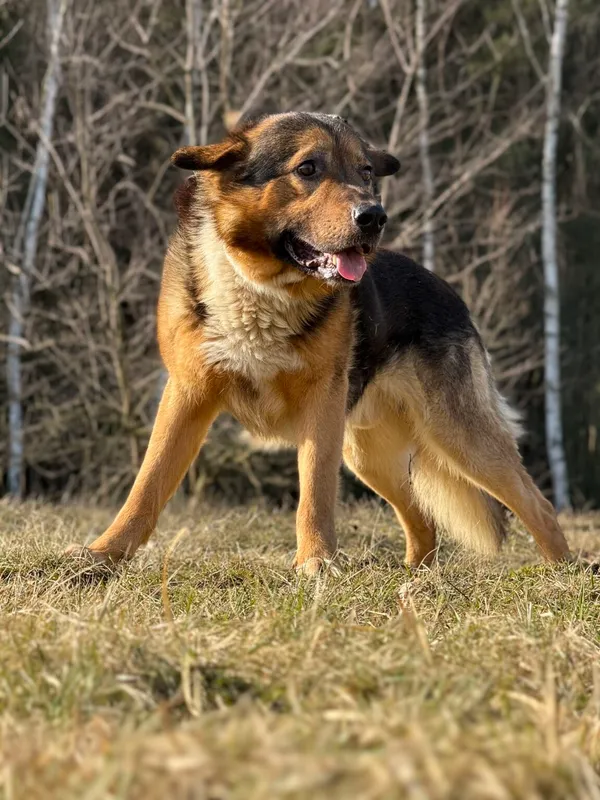 Pies do adopcji, Pieczyska, 25 marca 2026 (3/5)