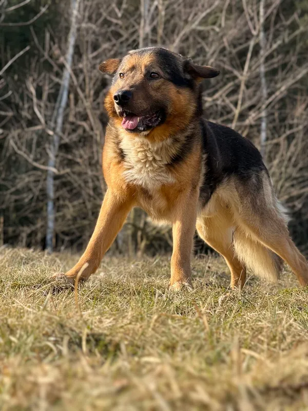 Pies do adopcji, Pieczyska, 25 marca 2026 (4/5)