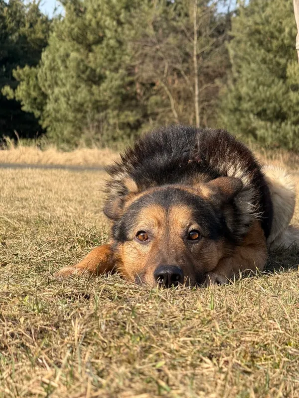 Pies do adopcji, Pieczyska, 25 marca 2026 (5/5)