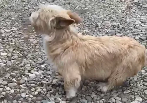 Pies do adopcji, Głowno, 26 marca 2026 (2/5)