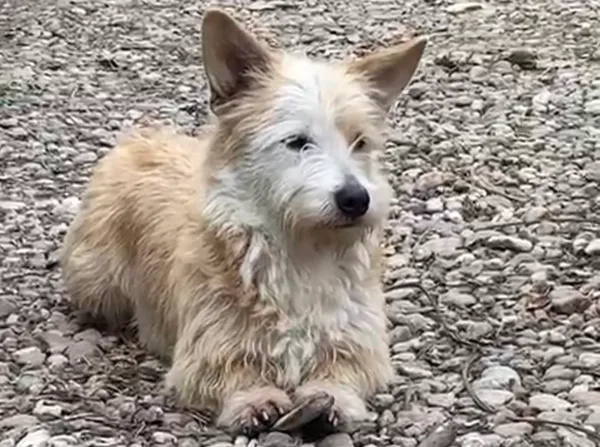 Pies do adopcji, Głowno, 26 marca 2026 (4/5)