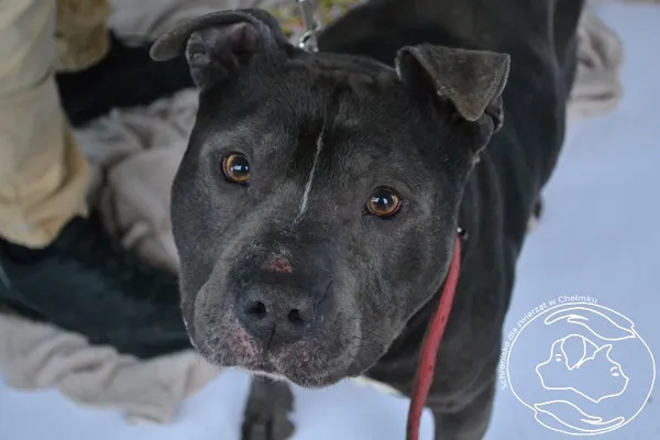 Pies do adopcji, Chełmek, 26 lutego 2026