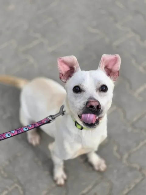 Pies do adopcji, Piła, 24 lutego 2026 (4/4)