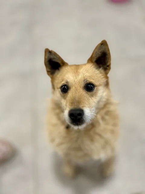 Pies do adopcji, Piła, 15 lutego 2026 (1/5)