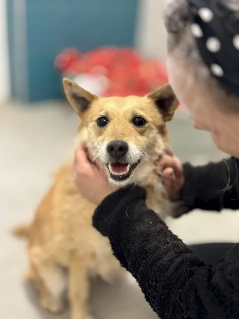 Pies do adopcji, Piła, 15 lutego 2026 (2/5)