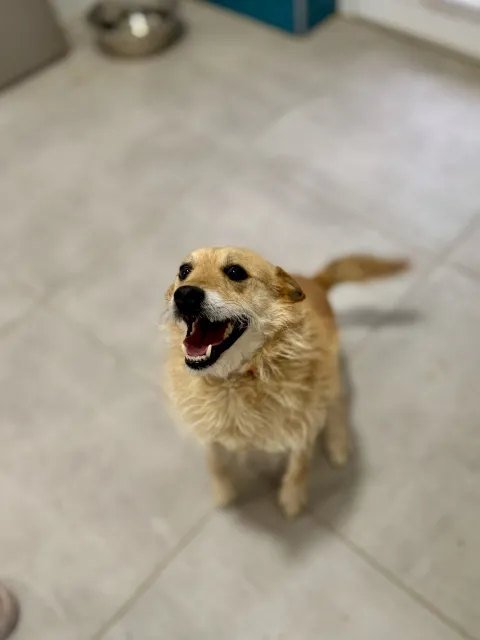 Pies do adopcji, Piła, 15 lutego 2026 (3/5)