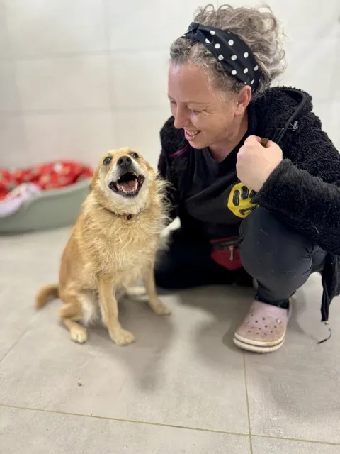 Pies do adopcji, Piła, 15 lutego 2026 (4/5)