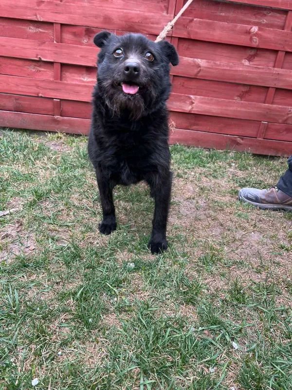 Znaleziono psa, Czartki, 26 marca 2026