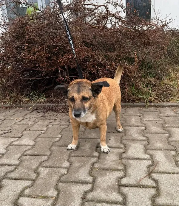 Znaleziono psa, Lublin, 26 marca 2026