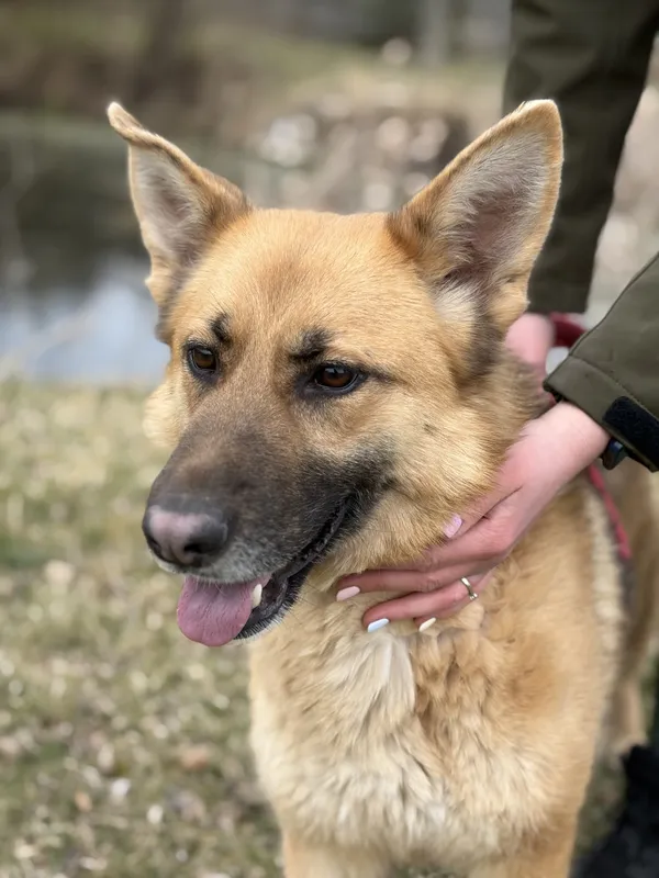 Pies do adopcji, Bełchatów, 14 lutego 2026 (1/5)